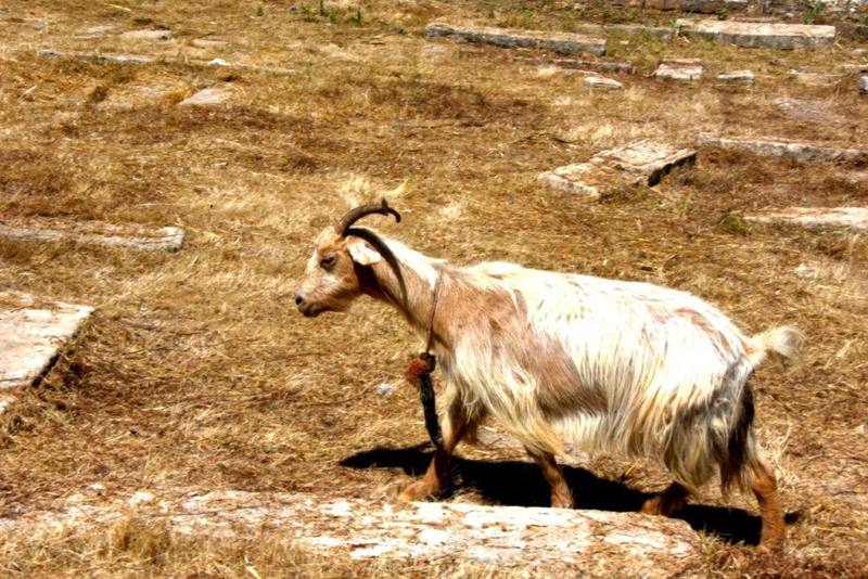 maroc rabat av jazirat al arabe cimetiere juif ancien animmaux chevres ZBL 5236 (1)